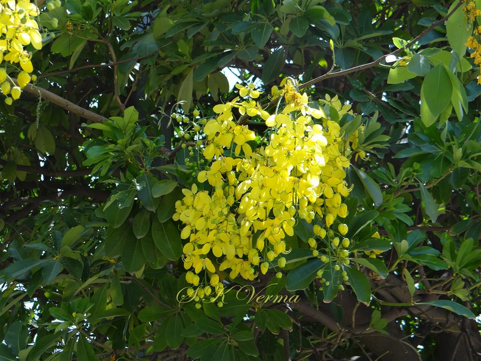 Inflorescences